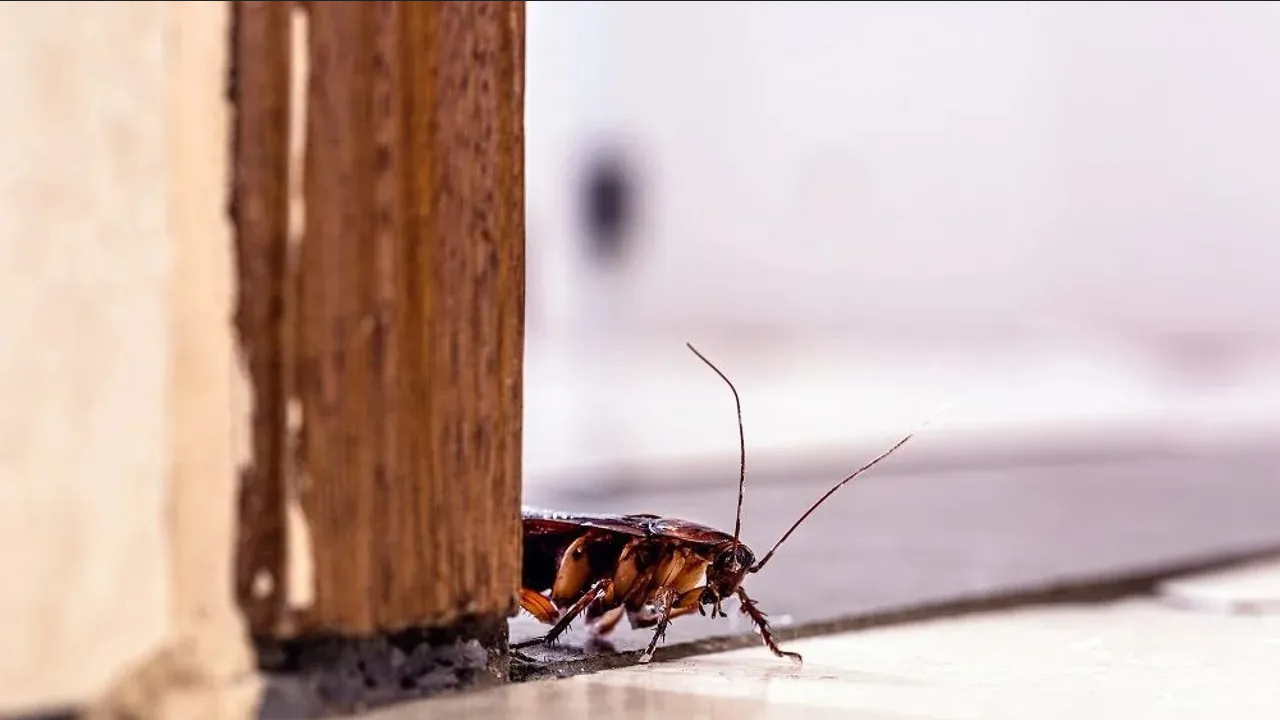 ¿Cucarachas en tu casa? Elimínalas para siempre con este truco