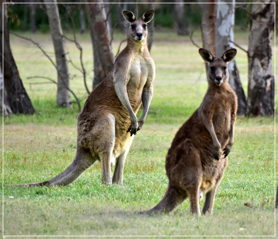 Australia (I): toma de contacto - Blogs de Australia - Grampians National Park (28)