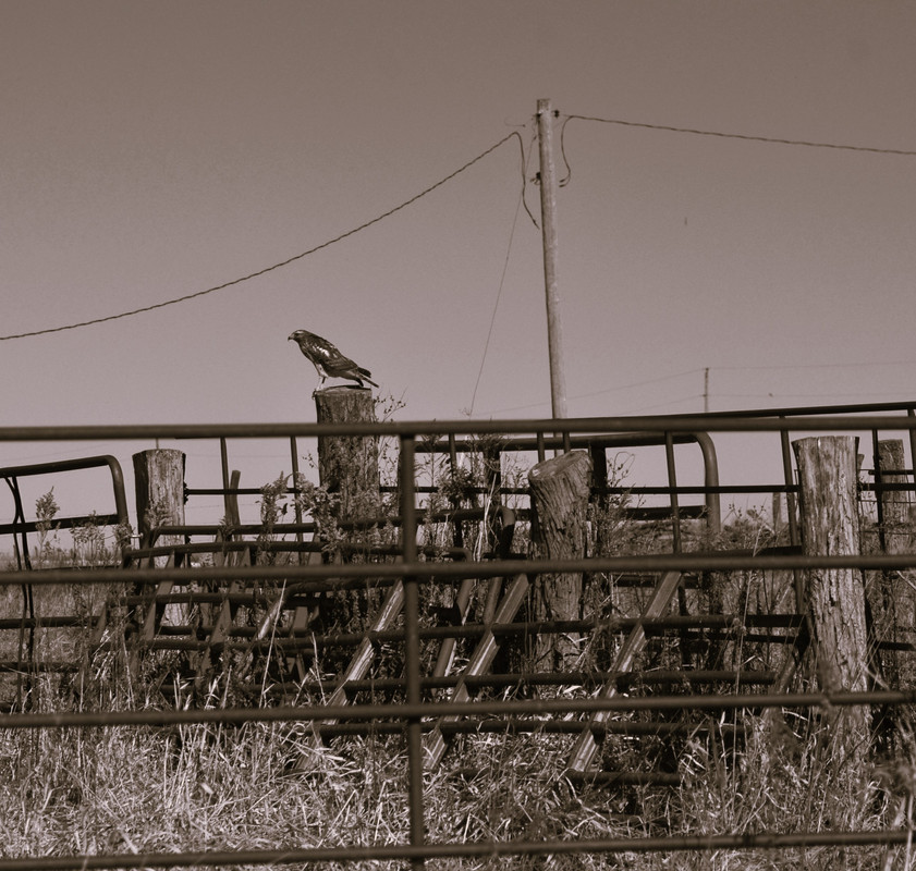 D7K_5029-1BW