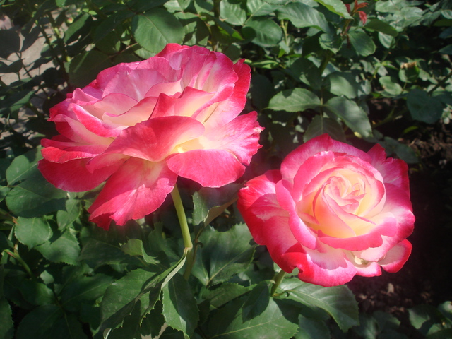 DSC00908