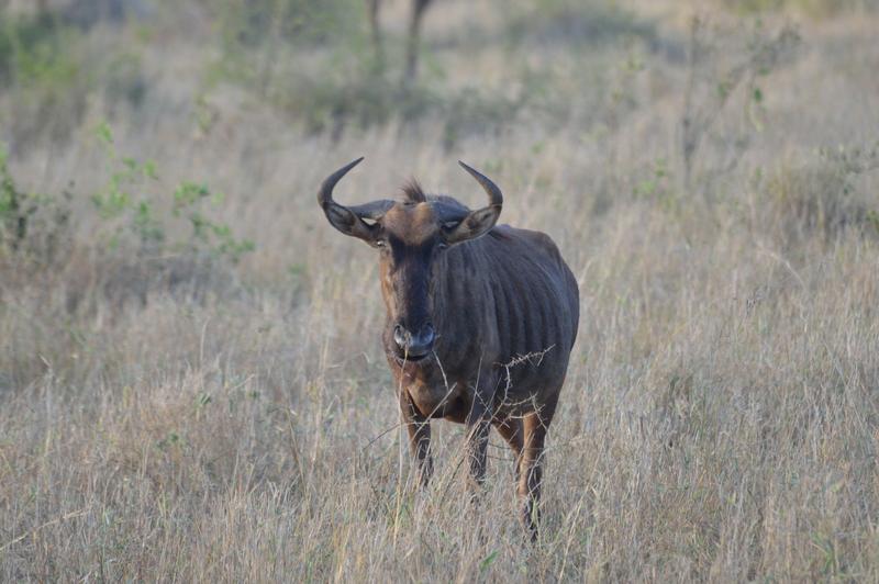 DÍA 10: KRUGER (Lower Sabie) - Sudáfrica y Seychelles 2018 - Una Honeymoon llena de vida (5)
