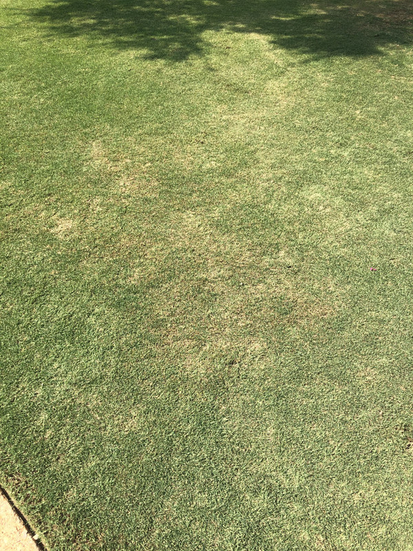 Can I dethatch Bermuda and Zoysia in fall? Lawn Care Forum
