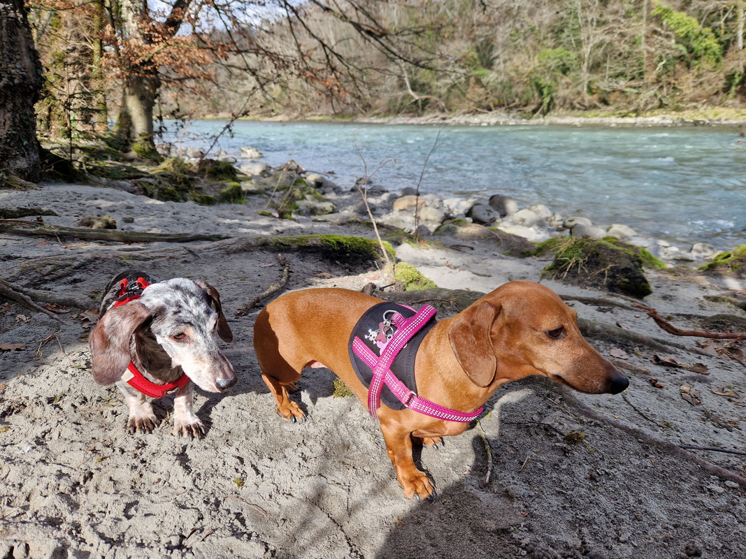 [Image: pilou-et-nella-arve.jpg]