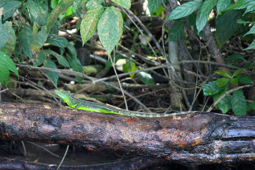 DIA 3: CANALES, COLINAS Y TORTUGAS - DE TORTUGAS Y PEREZOSOS. COSTA RICA 2019 (30)