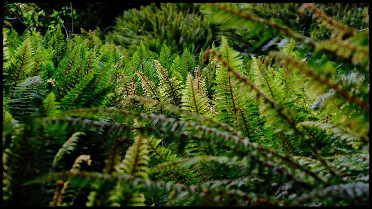 Routeburn versión extendida: Valley of the Trolls, Lake Wilson, Caples (feb. 26) - Escapadas y rutas por la Nueva Zelanda menos conocida (6)