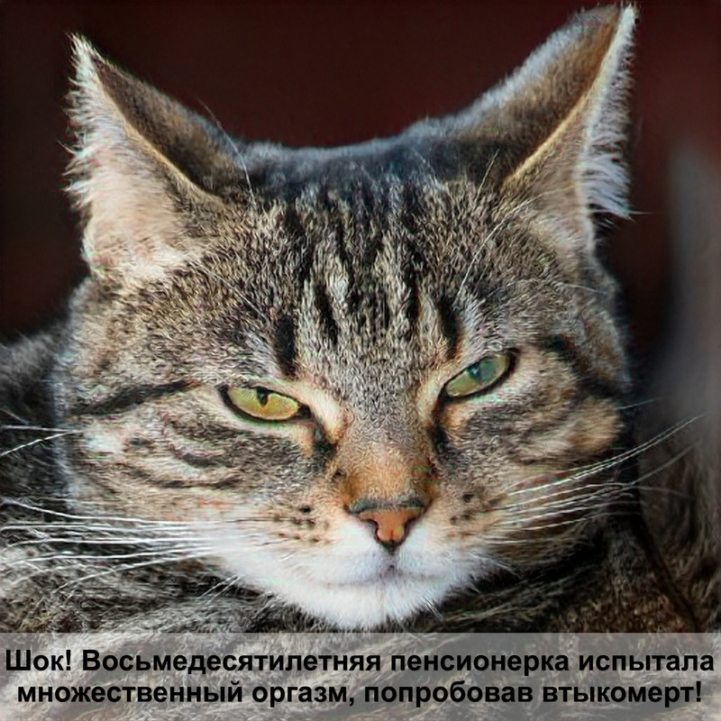 кошка британка фото