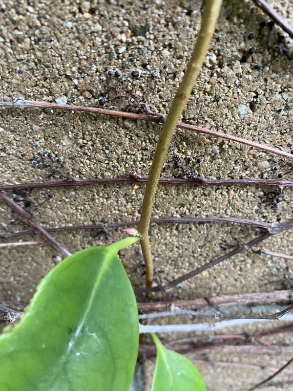 EBFECD88-C3FD-4124-9D88-A9BADFBAC507