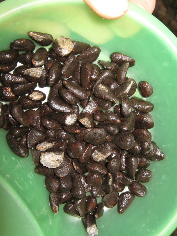 arachichu_fruit__--rollinia_ID_20150622T174942.j