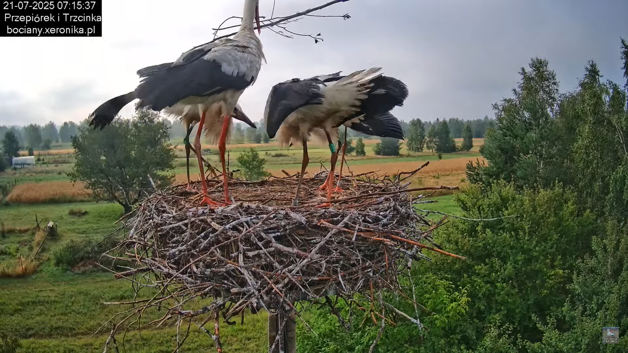 21072025bociany18