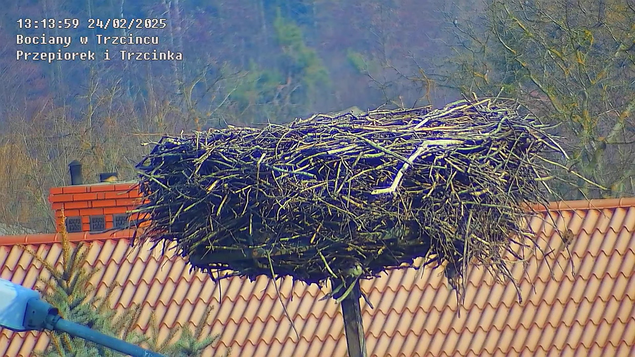 ptaki24022025