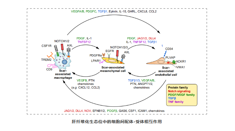 单细胞+空间转录组应用2-5.png