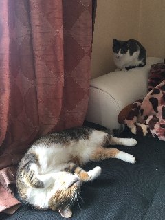 AD070-DDC-7-B1-D-4155-A3-A1-B848645525-C