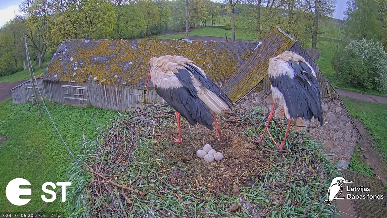 Baltie stārķi (Ciconia ciconia) Tukuma novadā - LDF tiešraide __ White storks in Tukums, Latvia 12-2