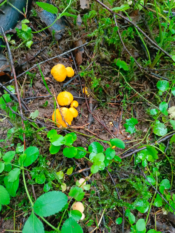 Изображение WhatsApp 2025-06-20 в 17.20.18_cc962f0a