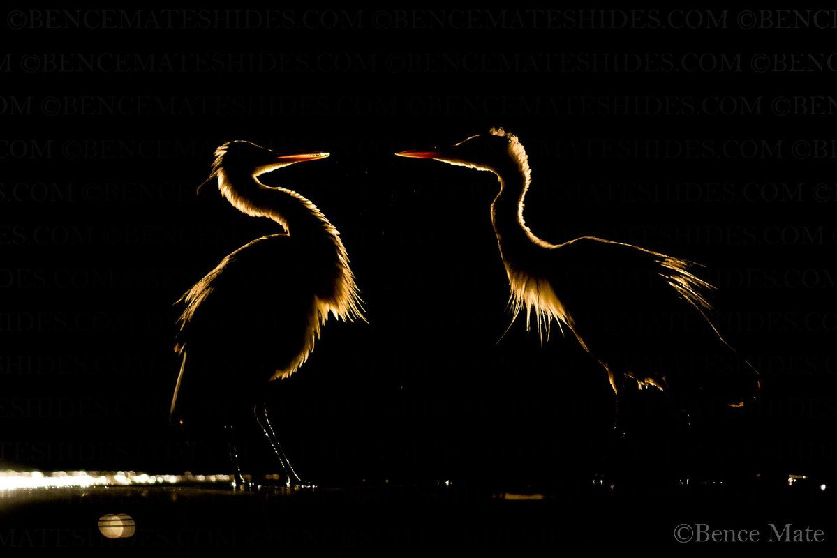 Kormorán1 mátébence