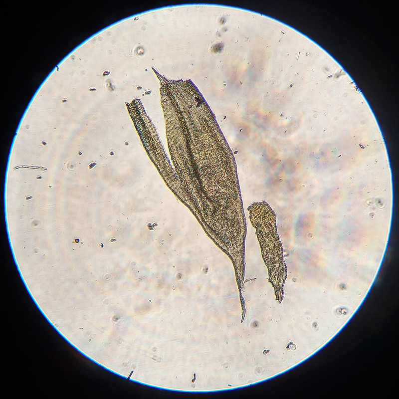 IMG 20250616 212747 HDR