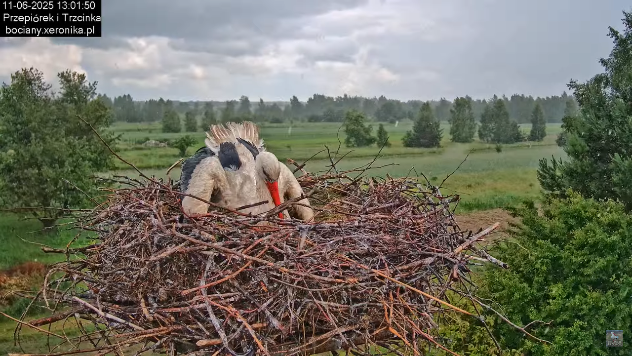 11062025bociany36