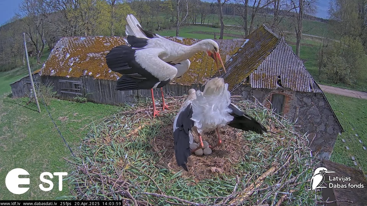 (42) Baltie stārķi (Ciconia ciconia) Tukuma novadā __ White storks in Tukums, Latvia - YouTube - 979