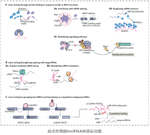 lncRNAs的基因调控及其生物学功能-8.png