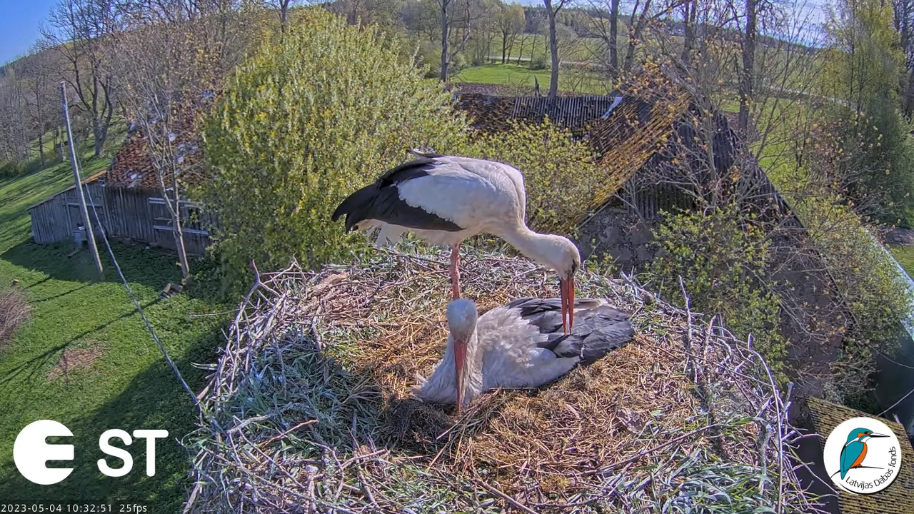 Baltie stārķi (Ciconia ciconia) Tukuma novadā - LDF tiešraide __ White storks in Tukums, Latvia 11-4