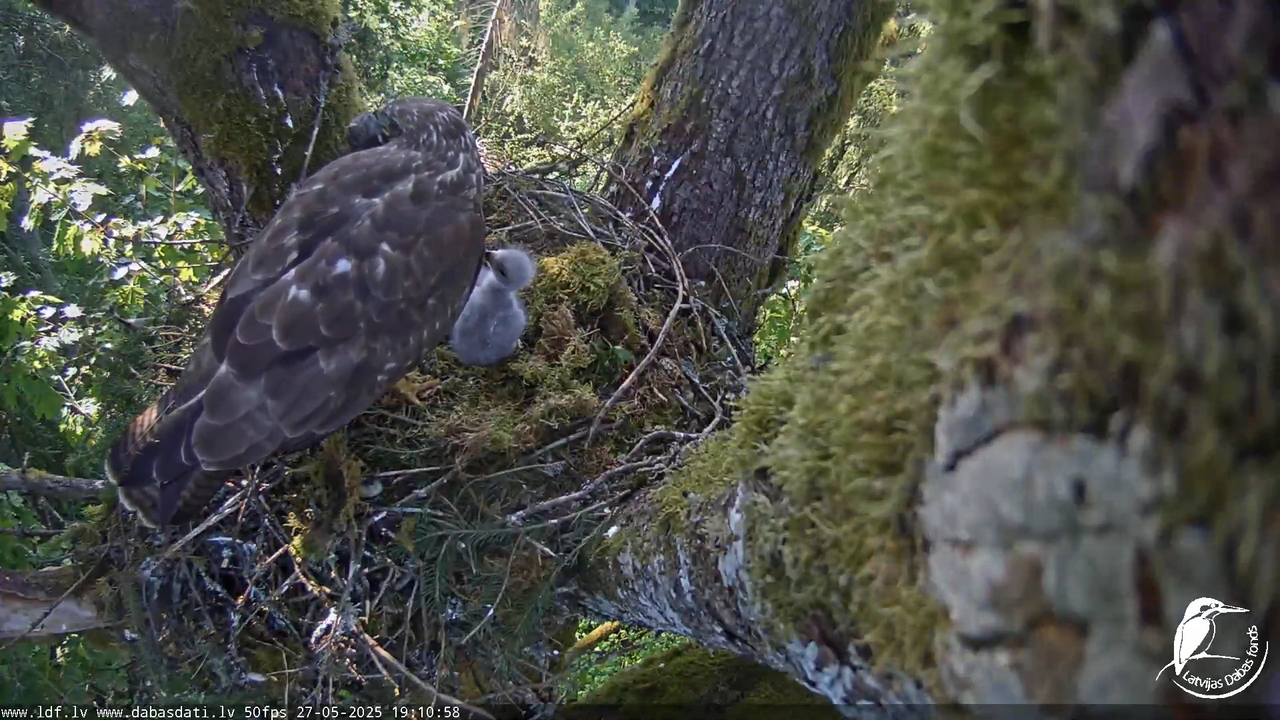 Melnās klijas (Milvus migrans) Kurzemē_ peļu klijāni (Buteo buteo) 13-13-38 screenshot (1)