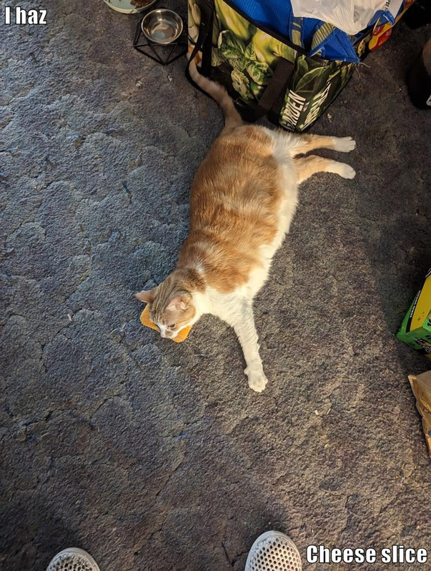 i-claim-this-cheese-slice-in-the-name-of-ceiling-cat