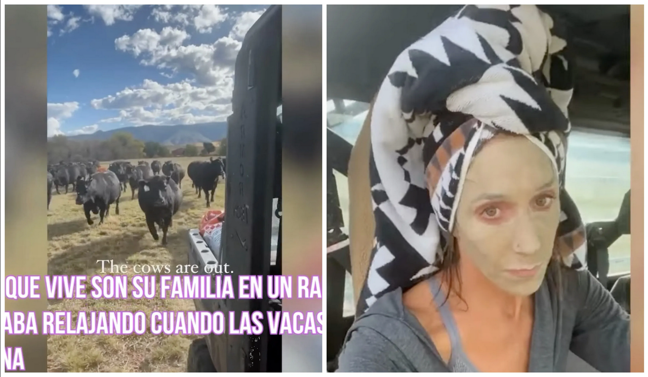 Rebaño de vacas interrumpe la rutina de 'skincare' de una mujer: video