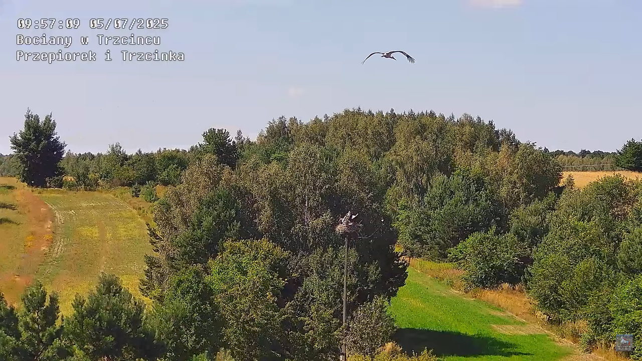 05072025bociany32