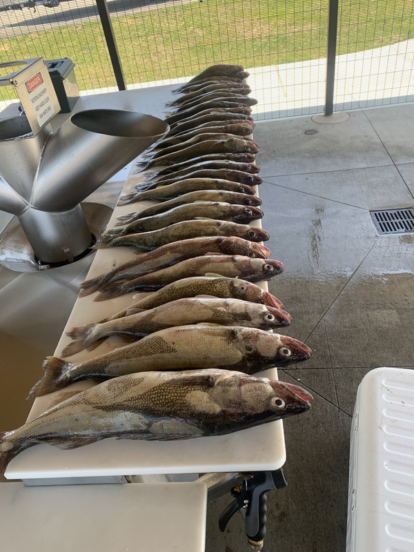 Successful Catch