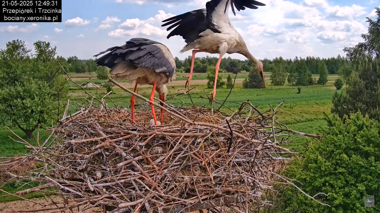 21052025bociany19