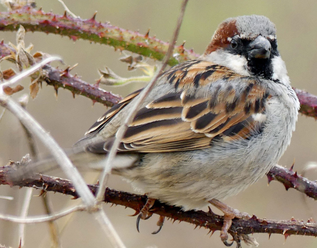 HOUSE SPARROW 8C