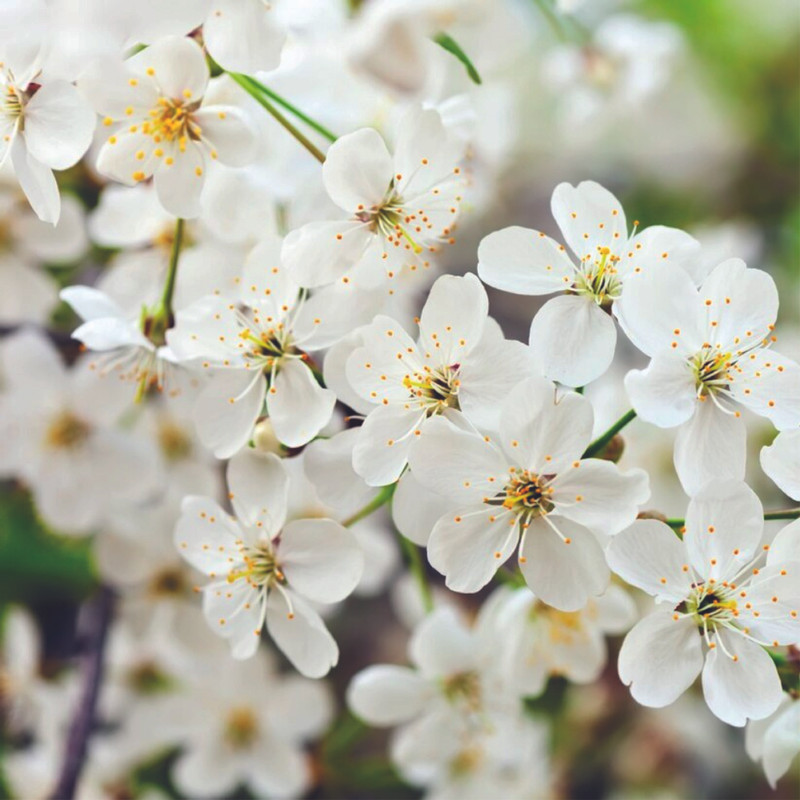 Jasmin - Ingrédients Cosmétiques Naturels du Maroc