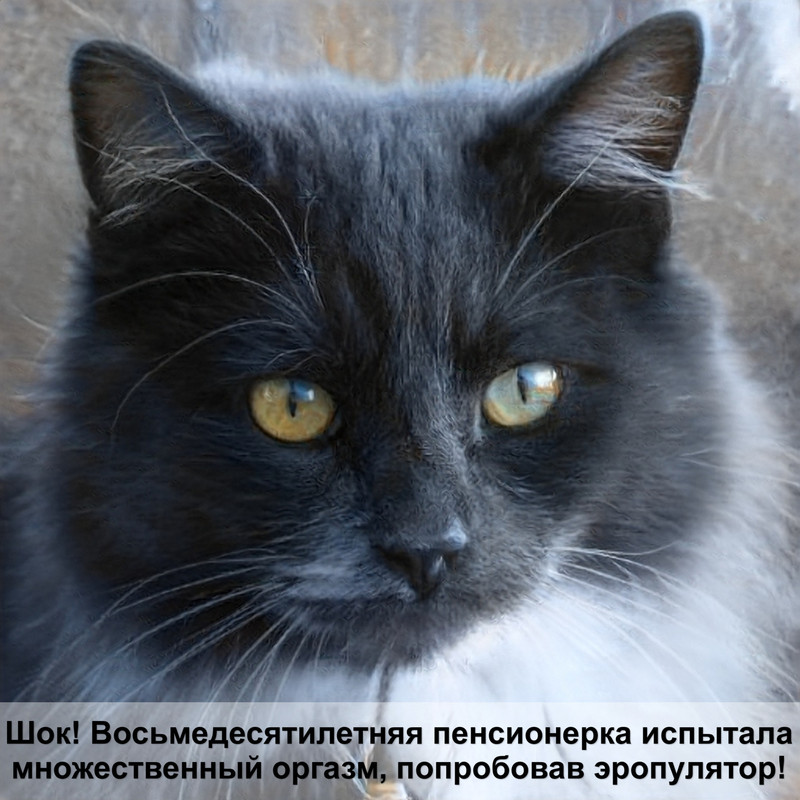 можно ли выгуливать кошку