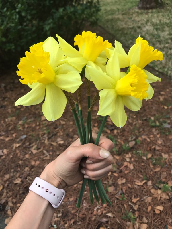 daffodils