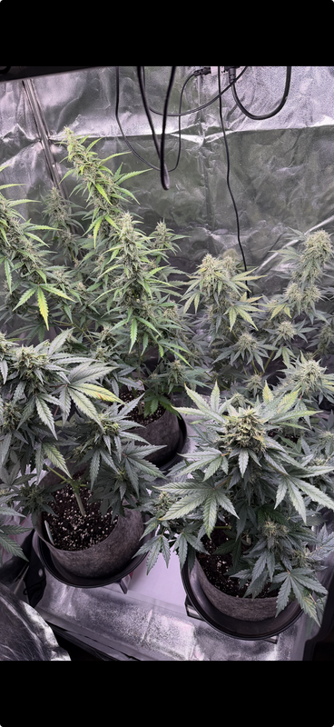 Pokaż Ostatnie zdjęcia