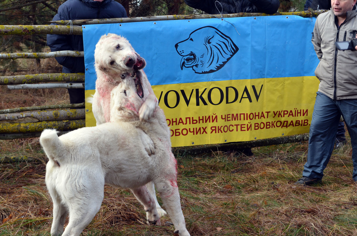 Самурыч-Уран (6)