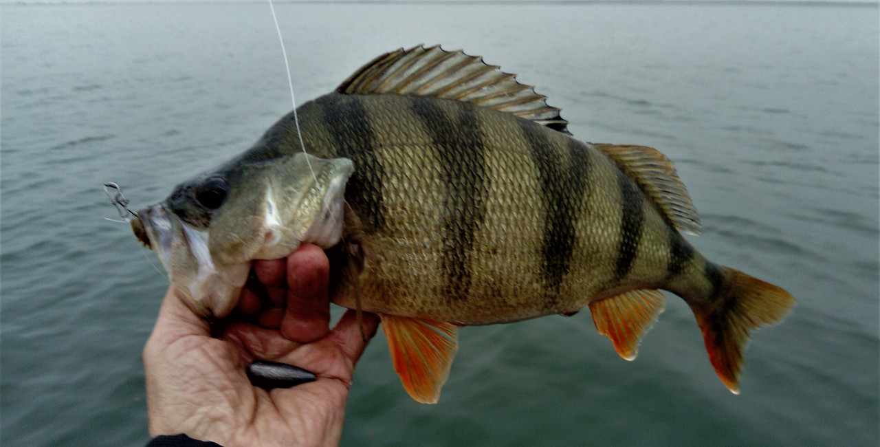 DSC_1000 — копия