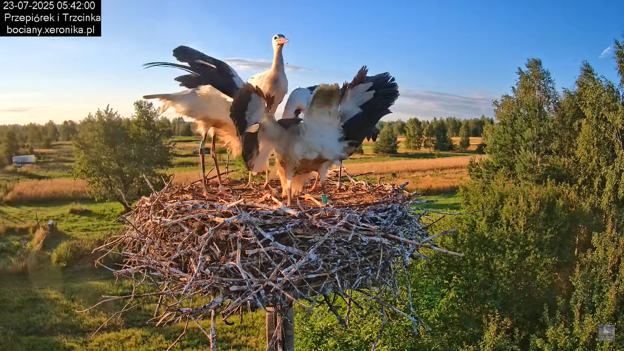 23072025bociany16