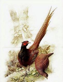 45496783-314724299114584-746354493003661312-n