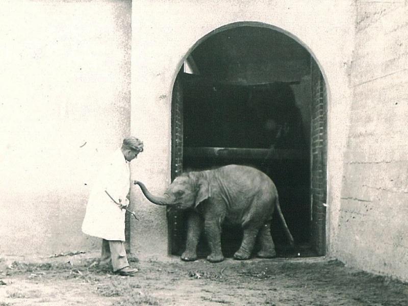 Tuzinka, el elefante bebé del zoo Tuzinka, el elefante bebé del zoo