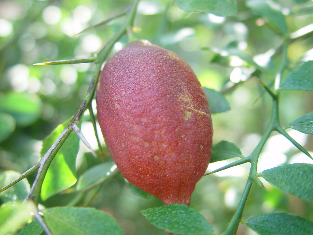 Finger Lime 2020