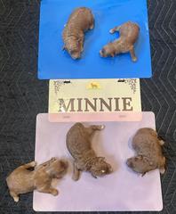 minnie all