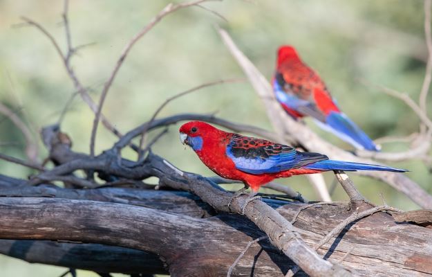 Crimson Rosella Bird