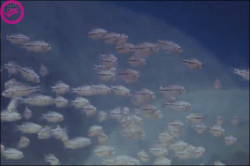 82abdeacff1d065c911ff5b18ef38551.gif