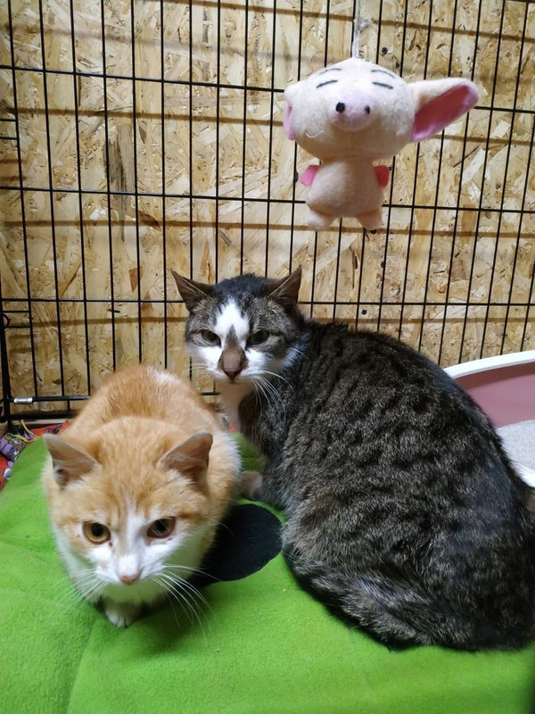 Медок_Магнус1