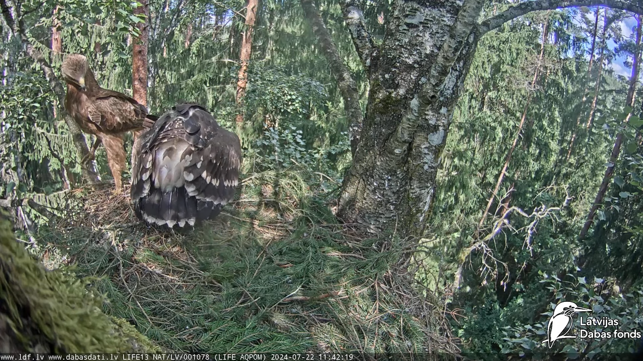 Mazais ērglis (Clanga pomarina), ligzda bērzā - LDF tiešraide 17-40-8 screenshot