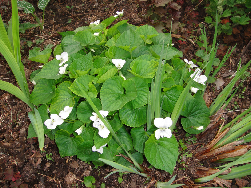 фиалка альпийская белая