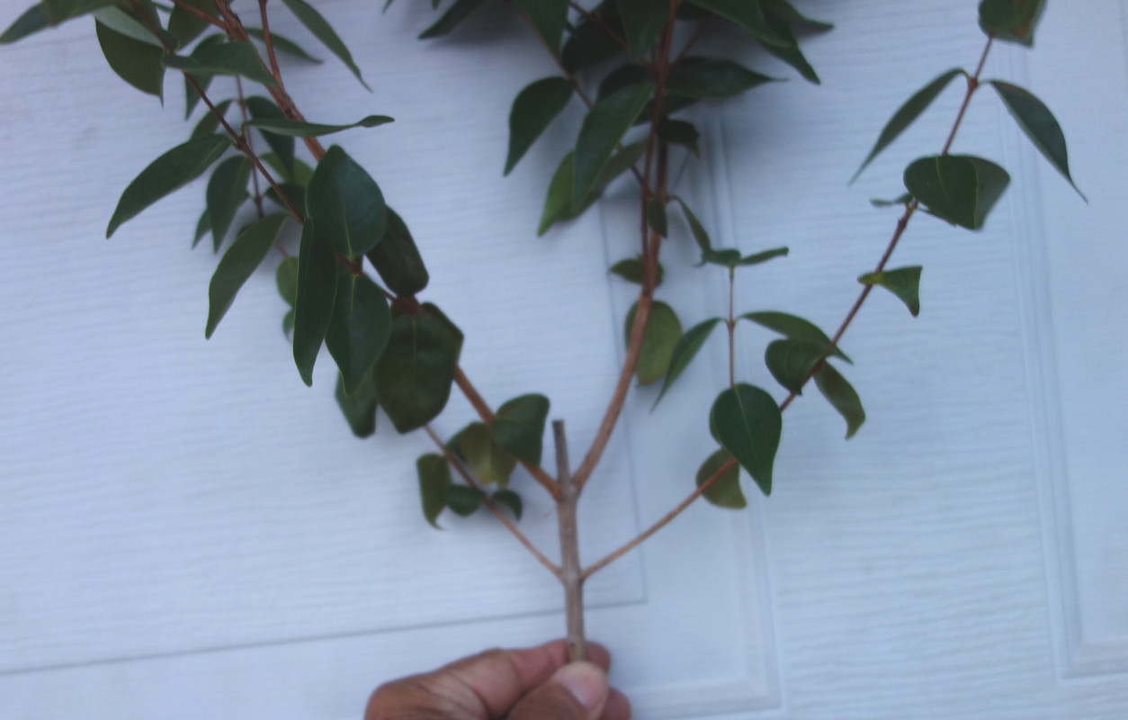 Spira-Surinam Scions (6-21-25)-pic7