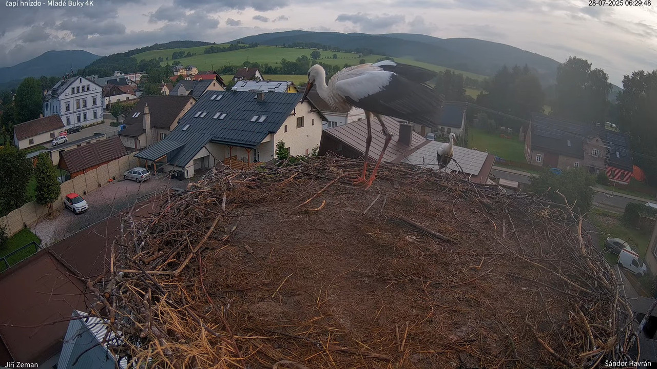 Živá kamera - Mladé Buky - čapí hnízdo 4K 9-48-3 screenshot