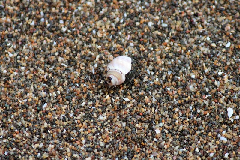 DIA 13: EXCURSIÓN DE UN DÍA A CORCOVADO - DE TORTUGAS Y PEREZOSOS. COSTA RICA 2019 (28)